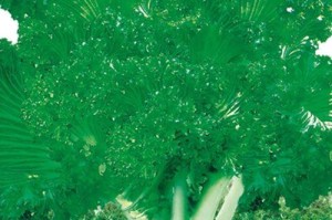 花叶苔菜种植全攻略（时间、方法、技巧，让你轻松拥有一片翠绿花叶苔菜）