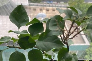 多菌灵可以用于浇茉莉花吗？（茉莉花的生长与病虫害防治）