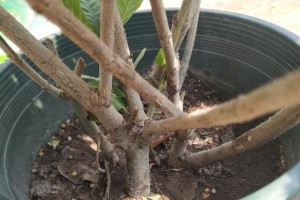 栀子花养发攻略（以栀子花怎么养发为例，让你拥有美丽秀发！）