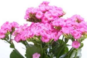 浅谈报春花的生长周期（探究报春花从萌芽到凋谢的全过程）