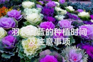 羽衣甘蓝种植全指南（适合种植的地方、种植技巧和注意事项）