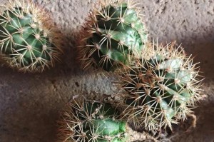 仙人球黄叶的补救方法（保持光照适宜是仙人球补救的关键）