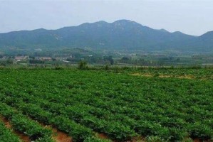 探讨花生是否属于经济作物（对花生的种植和商业价值进行分析）