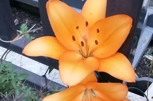 百合花的不开之谜（揭秘百合花不开的原因及解决方法）