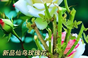 怎样才能让玫瑰开花如此艳丽？（关键步骤和注意事项让你的玫瑰绽放生机）