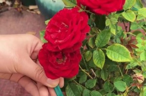 花草长歪了怎么办？（教你有效纠正花草长歪的方法）