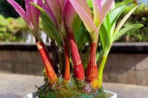 石斛兰——天然美丽的花卉之选（探寻石斛兰的奇妙之美）