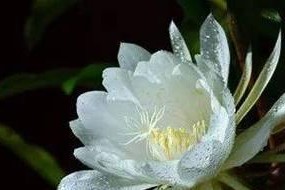 失去的花语——风信子（探寻风信子的花语及其象征意义）