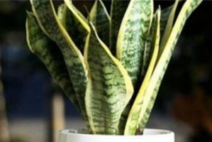 虎皮兰的浇水频率（多久浇一次水最合适？——浅谈虎皮兰的浇水技巧）