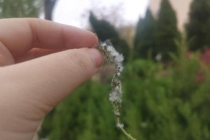 杨树是一种什么类型的植物？（揭秘杨树的种子植物身份，探究其特殊性）