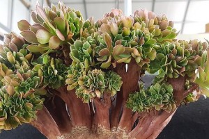 多肉欧版紫羊绒的养护指南（打造多肉植物的绒绒公主——紫羊绒养护秘籍）