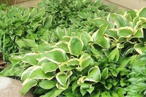 玉簪分株（了解玉簪分株的时间、方法和注意事项）