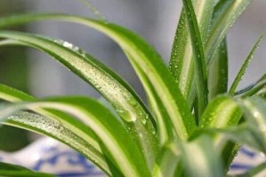 草莓吊兰养护指南（打造更旺盛的草莓吊兰）