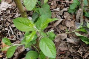 苹果种子直接种的方法及注意事项（从苹果种子到苹果树的成长，你需要知道的一切）