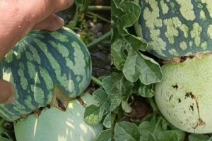 甜瓜生芽，是该吃还是不该吃？（探究甜瓜生芽的营养价值和食用安全问题）