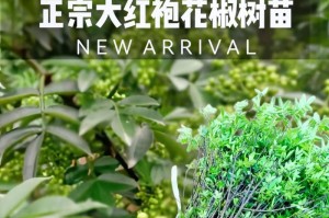 花椒树盆栽的种植与管理技术（打造室内绿色空间，让花椒树成为你的小伙伴）