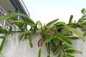 如何判断火龙果是否成熟？（瞬间掌握这5个方法，让你轻松选出完美的火龙果）