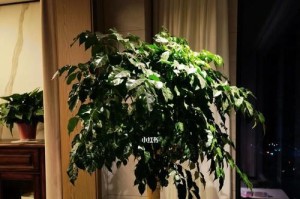 盆栽幸福树的花期长达数月，引爆视觉盛宴（了解盆栽幸福树的开花期、花朵特点及护理技巧）