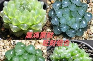 属鸡养财旺植，这5种植物让你财源滚滚（祖传秘诀，快来看看吧！）