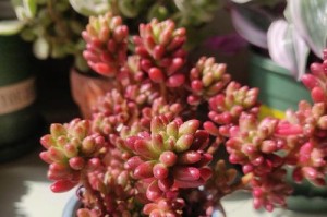 探索虹之玉的神秘色彩（揭示虹之玉色彩之谜）