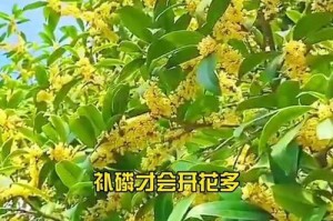秋天的芳香——关于桂花开花时间的探讨（了解桂花的开花特点，享受秋日的芬芳）