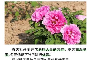 芍药移栽最佳时间剖析（掌握这些技巧，让芍药移栽事半功倍）