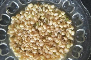 豆芽的生长环境与生长地方条件（种植、水质、温度、光照、肥料等因素影响豆芽生长）