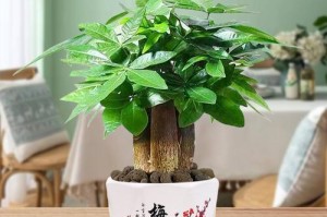 打造舒适的绿色家居环境（打造舒适的绿色家居环境）