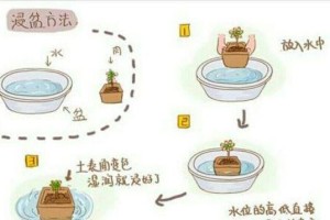 发财树不长叶子怎么办？（如何让发财树长出繁茂的叶子？）