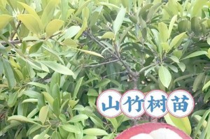 盆栽山竹的冬季养护指南（保证盆栽山竹温暖过冬，让它茁壮成长）
