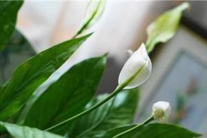 一帆风顺为什么不开花？（探究造成一帆风顺不开花的原因和解决方法）