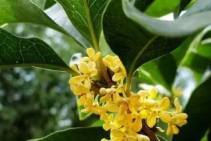 缤纷桂花色彩（探寻桂花的多彩世界）
