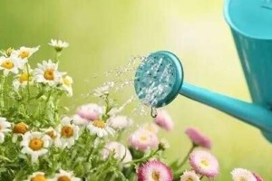 冷开水不仅可以饮用，还能浇花？（探究冷开水的多种用途）