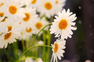 如何正确播种雏菊（雏菊的生长关键、播种时间和技巧）