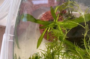 小草的繁殖奇迹（了解小草的繁殖方式和适应环境的关键）