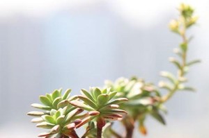 肉肉植物的播种时间与方法（了解肉肉植物的喜好，提高播种成活率）
