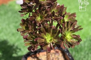 秋香多肉的养殖与养护（打造美丽多肉花园，关注这些养护要点）