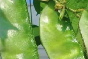 豆角种子的毒性及安全使用（了解豆角种子是否有毒，保证食品安全）