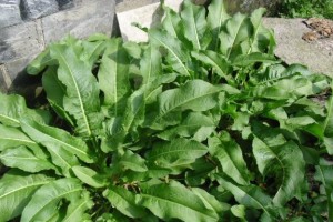 吃根植物大全（探索植物根部的营养世界）