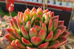 如何科学养护红司多肉？（适宜生长环境、施肥方法、修剪技巧、病虫害预防）