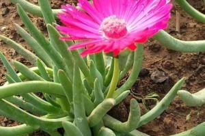 多肉奔龙开花频次及养护（养多肉奔龙，掌握开花规律）