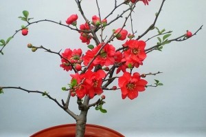选择什么品种的海棠最好？——深入探讨海棠品种的不同特性（品种选择是关键，不同特性决定了不同用途）