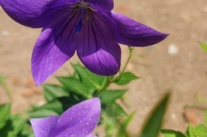 桔梗种植条件与生长环境分析（从地区、土壤、温度等方面解析桔梗的种植条件和生长环境）