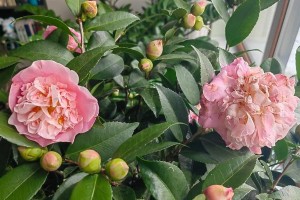 北方冬季适宜种植的花卉（打造冬季园林美景，寻找北方冬天的花海）