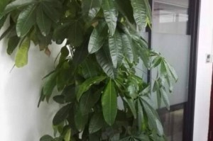领导办公室的风水之道（植物能改变领导办公室的运势吗？）