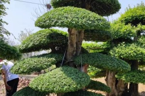 白蜡盆景的养殖方法和养护要点（一份详细的白蜡盆景养护指南）