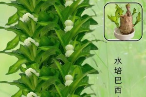 巧妙掌握巴西木浇水技巧（浇水频率和水量如何选择？巴西木的养护技巧大揭秘！）
