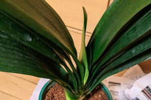 如何种植君子兰（君子兰种植详细指南）