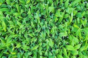 铃兰喜阴还是喜阳？剖析铃兰的生长环境（探究铃兰的生态特性与喜好条件，解析铃兰生长的秘密）