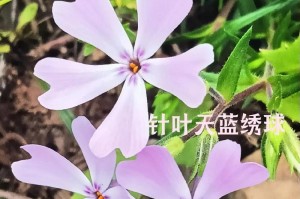 绣球的花期及开花时间（探究绣球花的开花规律及注意事项）